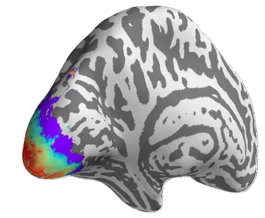 Left Hemisphere Retinotopic Map - pRF Eccentricity and Polar Angle Visualization