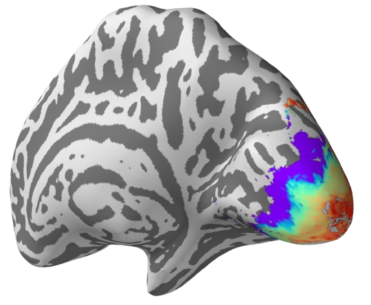 Right Hemisphere Retinotopic Map - Population Receptive Field Mapping